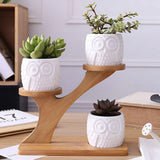 Plant Flower Pot