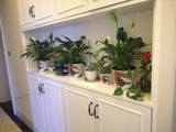 Watering Flower Plants Pot