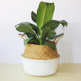 Belly Flower Pot