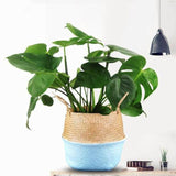 Belly Flower Pot